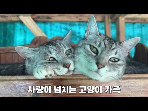 산골짜기에 사는 사랑이 넘치는 고양이 가족들