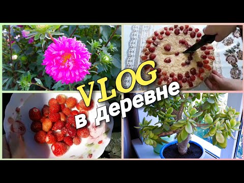 АСТРЫ К 1 СЕНТЯБРЯ/ДЕНЕЖНОЕ ДЕРЕВО