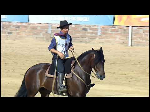 Classificatória de Araranguá - 3º lugar fêmeas - Preciosa do Recanto Crioulo (Bayard/Sarmento)