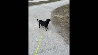 When it&#39;s windy, it&#39;s important to stop and niff: Orbit&#39;s Breezy Adventure of Scent Exploration 🌬️🐾