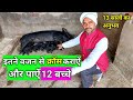 How Much Weight Should A Pig Cross Be Done Which Weight Is Good For Pig Mating Pig Mating Video