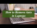 How to Remove Ants in Laptops | The Pests Control Network