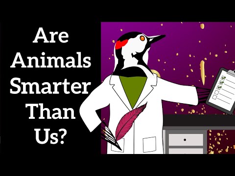 Are Animals Smarter Than Us? - An Animated Comedy