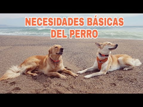 download lagu mp3 mp4 Necesidades Basicas De Un Perro, download lagu Necesidades Basicas De Un Perro gratis, unduh video klip Necesidades Basicas De Un Perro