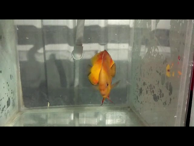 Discus fish suffered the tank..
