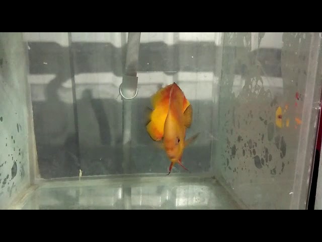 Discus fish suffered the tank..
