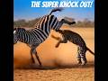Zebra S Double Kick Sends Leopard Somersaulting Zebra Leopard Superzebra Skick