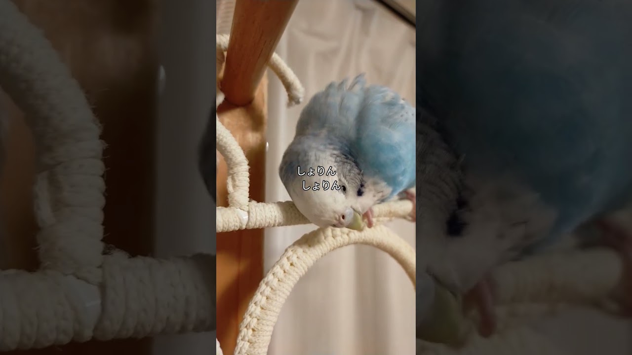 カキカキするインコ　#セキセイインコ #鳥 #parakeet #birds