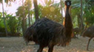 Emu hatchery, Palakkad 