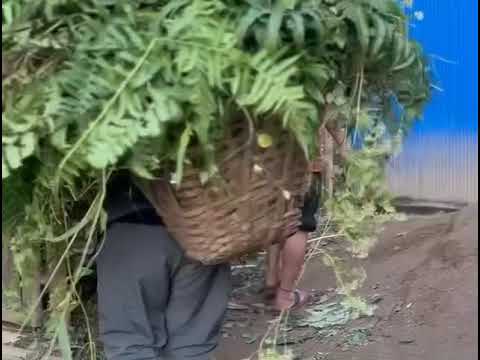 Kutta k vhayo vhayo 😜😣