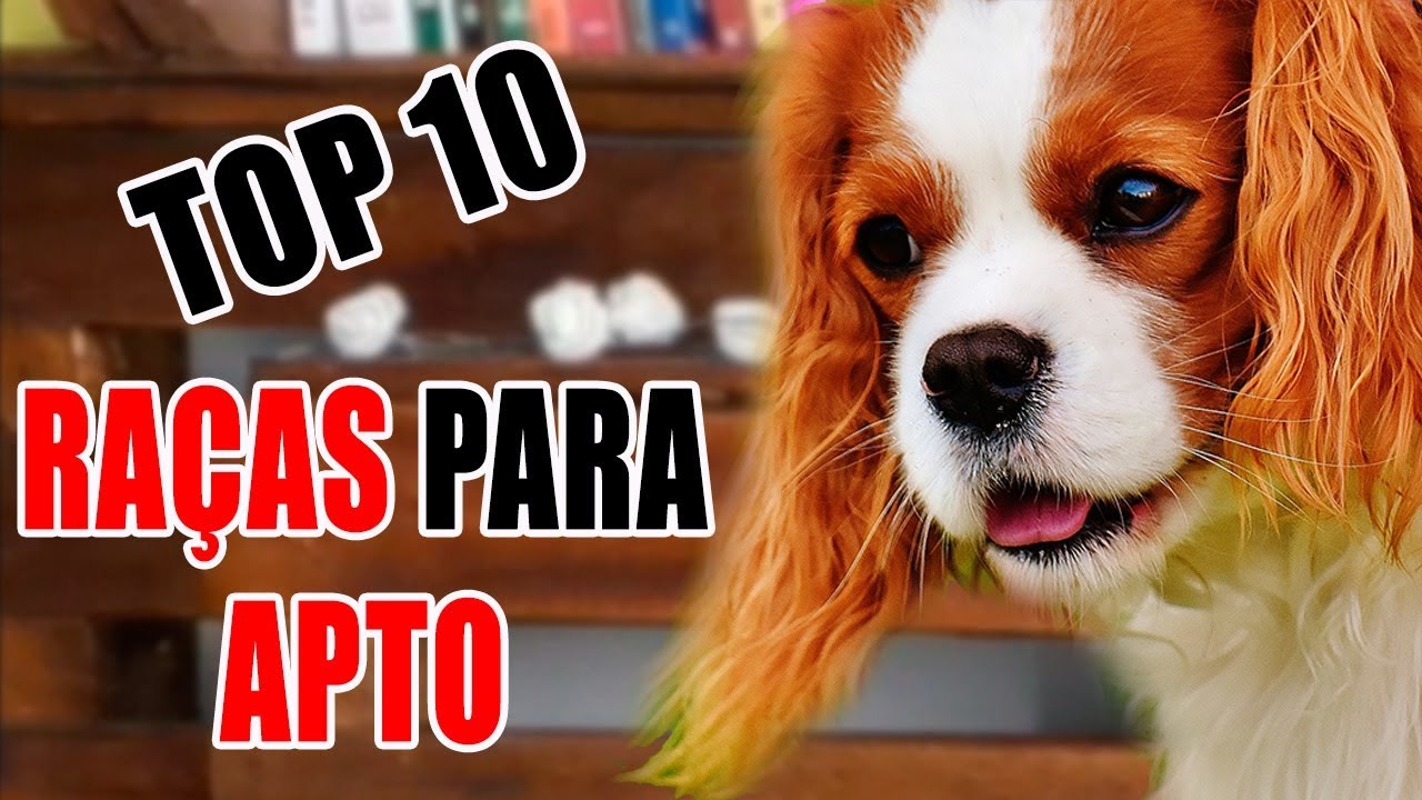 TOP 10 Melhores raças para apartamento - Bônus no final