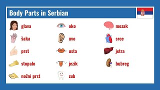 Serbian Body Vocabulary Flashcard Videos