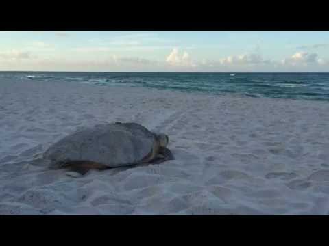 Sea Turtle Walking To The Water