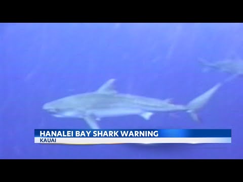Swimmers urged to avoid Hanalei Bay on Kauai due to shark sighting