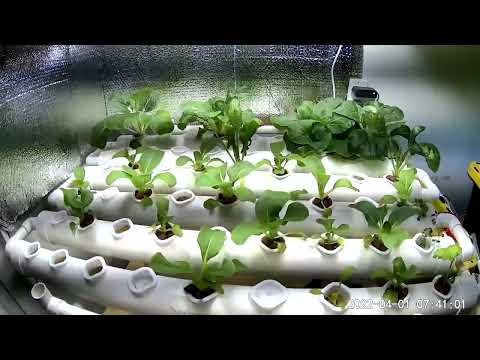 VIVOSUN Hydroponics - 24 hour time lapse