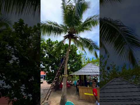 Don Zio P almost get killed by coconut #grenada #donziop #funny #music