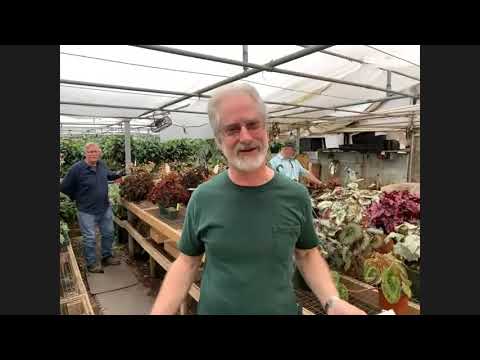 Steve's Leaves Hybrids Talk with the American Begonia Society