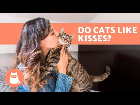 Do Cats Like Kisses? - Discover the Truth! - YouTube