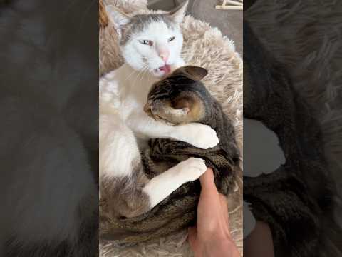 Comment présenter des chatons à des chats adultes ?! voici les deux cas de figure 😹 .   #chaton