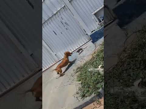 As Coisas estão Diferentes 😅 Rato X Cachorro 🐀🐕#shorts