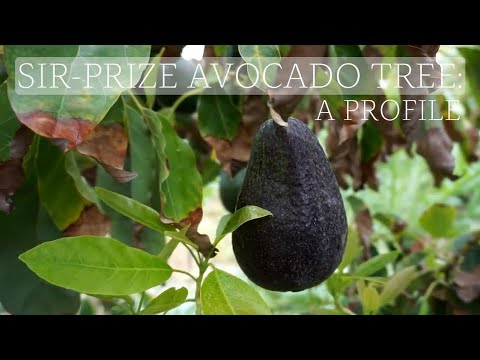 Sir-Prize avocado tree: a profile