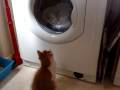 Cat And Washing Machine