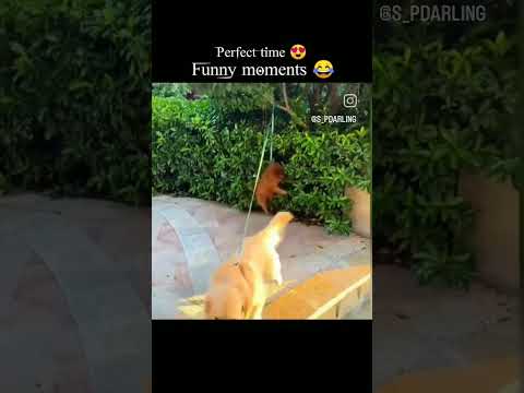 funny animal moments😂🤣