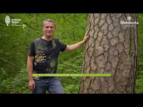 Finalista ankety Strom roku 2023 – Krásná Pepina – soutěžní číslo 4