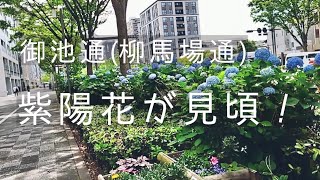 御池通の紫陽花