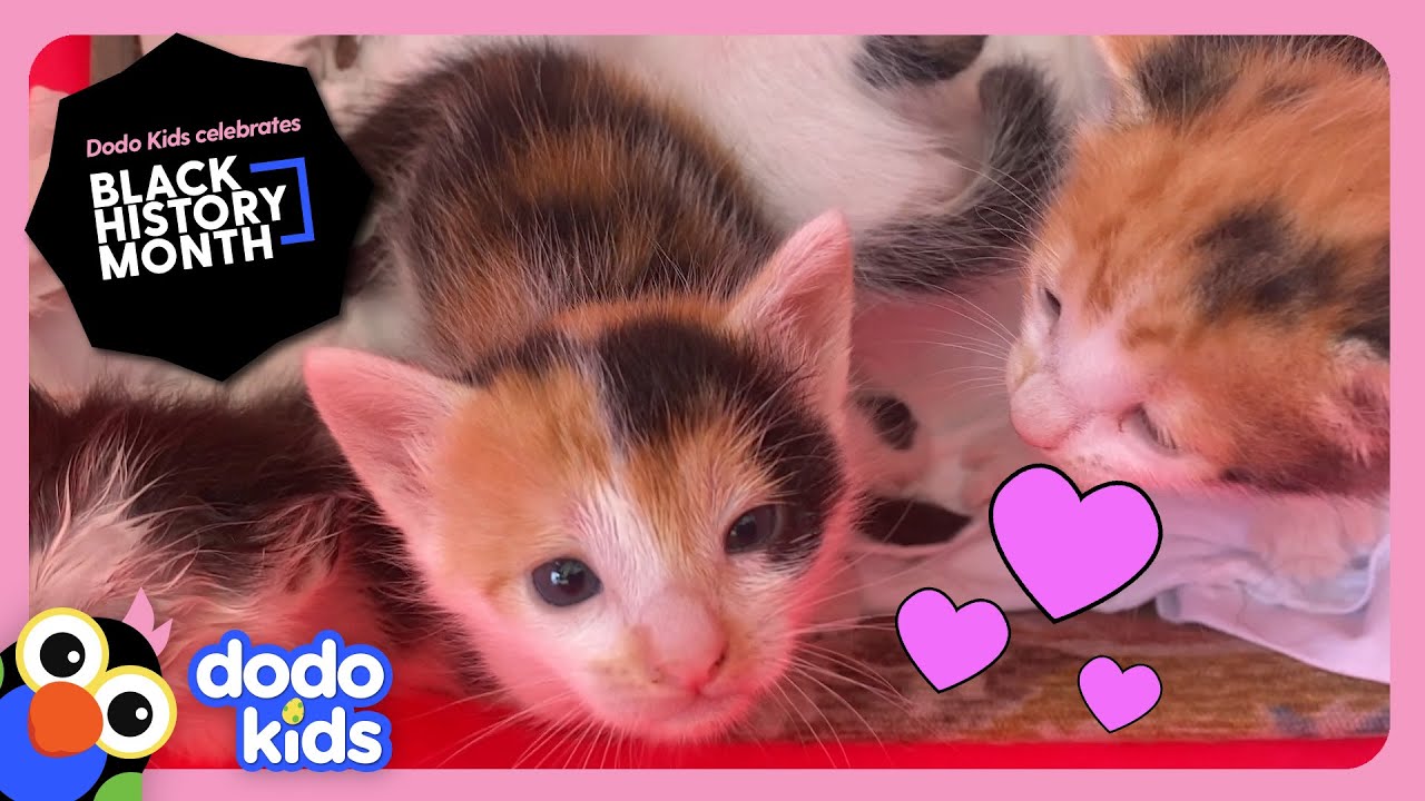 Hero Rescues Six Stray Kittens From Her Own Car! | Rescued! | Dodo Kids