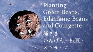 Download lagu Planting Green Beans, Edamame Beans and Courgette | 種まき—いんげん、枝豆、ズッキーニ [Late April] mp3