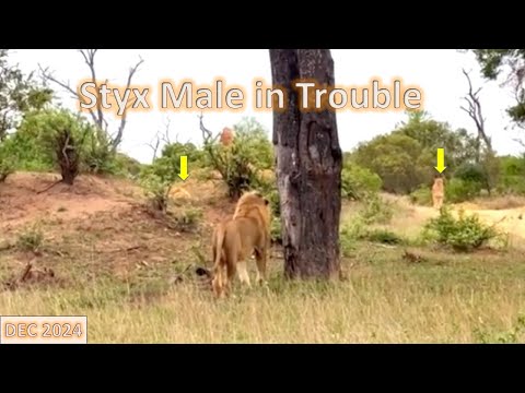 SABI SAND LION PRIDE DYNAMICS | December 2024