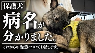 保護犬いとの病名が分かりました。これから始まる治療について。