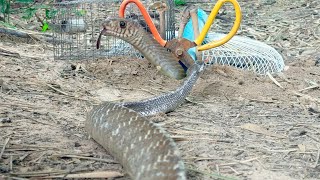 Build quick traps for colored snakes using rubber bands and juice cans