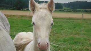 Lhasa De Sela - My Name