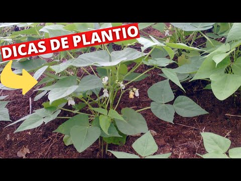Dicas de como plantar feijão e ter sucesso na colheita