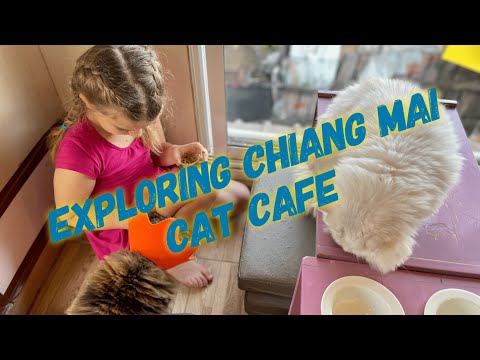 Visiting the Coolest Cat Cafe in Chiang Mai, Thailand. Cat Brothers Cafe in the Old City!