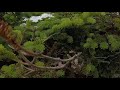 Mt Jackson Hike