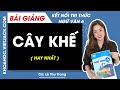 Cây khế (2)