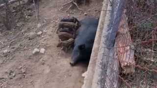 preview picture of video 'Wild boar with her babies'