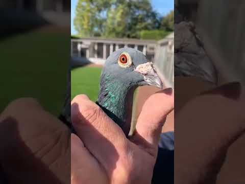 Batenburg-Van de Merwe visit: 1st National Ace Bird Marathon ZLU, New Laureaat and other aces