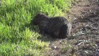 preview picture of video 'Wombat by the road near Terralong Farm, Kangaroo Valley, Australia'