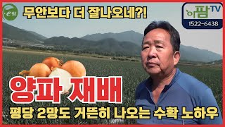 망한 양파 농장!! 여기는 한평에 두망이 안 나오면 망한 농사입니다.