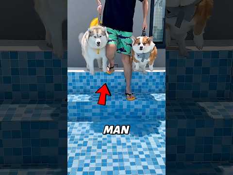 1 Foot to 8 Feet Water Test||Even the Husky Started Floating🐕💦#shorts