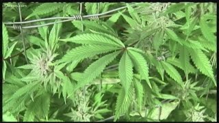 Arizona dispensaries ready to sell recreational marijuana