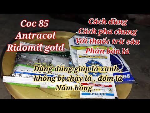 CÁCH PHUN COC85 , ANTRACOL, RIDOMIL . PHÒNG TRỪ NẤM HỒNG , RỈ SẮT , THÁN THƯ CHO MAI VÀNG