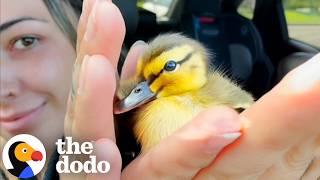 Woman Ruins Her New Shoes And Helps Lost Duckling Find His Family | The Dodo