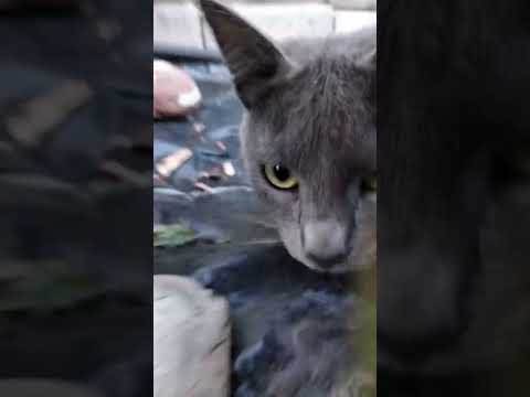 Funny Cat #shortvideo