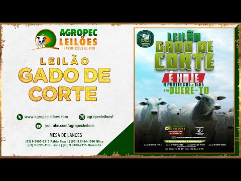 agropecleiloes.com LEILÃO GADO DE CORTE | BERRO DO BOI LEILÕES - DUERÉ -TO  20/02/2024