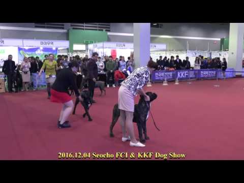 2016.12.04 Seocho FCI & KKF Dog Show(Cane Corso)